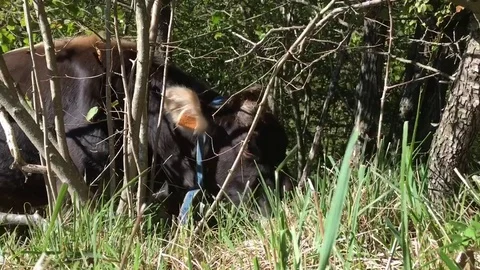 A cow eats grass inside the fence in a beech and fir forest Stock Footage 83465531