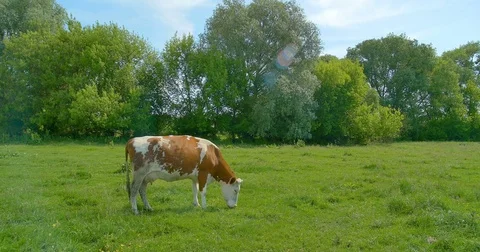 Cow eats grass in the meadow on summer pasture. Видео 76643021
