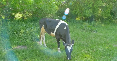 Cow eats grass in the meadow on summer pasture. Stock Footage 76643394