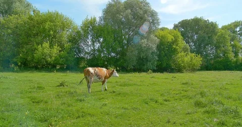 Cow eats grass in the meadow on summer pasture. Stock Footage 76643713