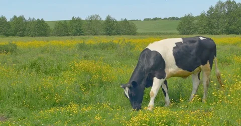 Cow eats grass in the meadow on summer pasture. Stock Footage 76644280