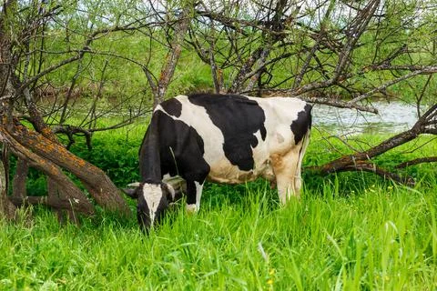 Cow eats grass in a pasture. Stock Photos