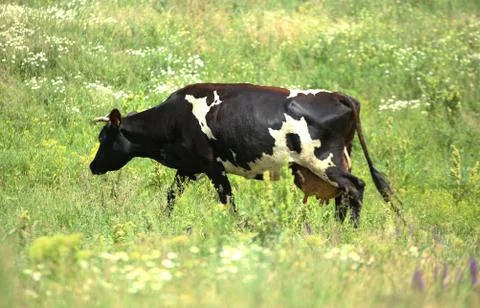 Cow eats grass Stock Photos