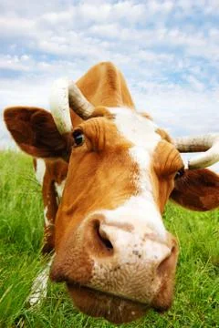 Cow eats grass Stock Photos