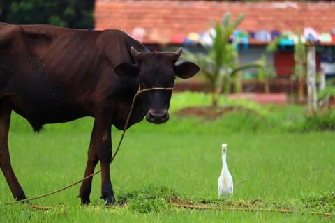 The cow eats grass Stock Photos