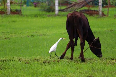 The cow eats grass Stock Photos