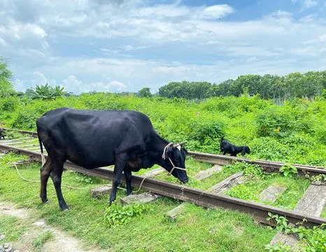 Cow eats grass Stock Photos
