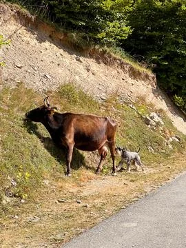 Cow eats grass from the slope of the mountain by the road with dog Foto stock