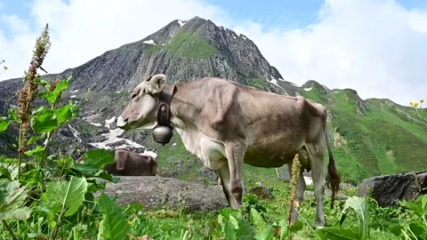 A cow eats grass on the slopes of the Swiss Alps. Nufenen pass, Switzerland Vídeo Stock 280164747