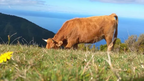 The cow eats green grass and poops. Stock Footage 236312086