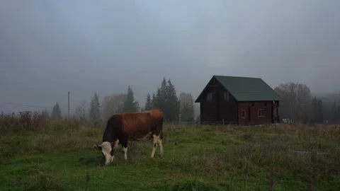 A cow eats green grass on the lawn outside the house, A farmhouse Stock Footage 278219617