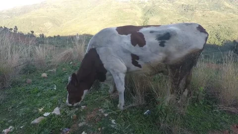 A cow eats green grass in a meadow Video stock 148944399