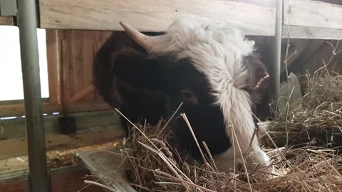 A cow eats hay on a farm in a barn Stock Footage 170957695