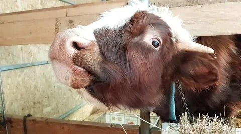 A cow eats hay on a farm in a barn Stock Photos