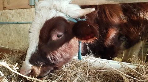 A cow eats hay on a farm in a barn Stock Photos