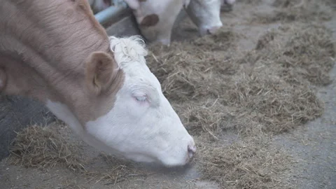 Cow eats hay Stock-Footage 242760337