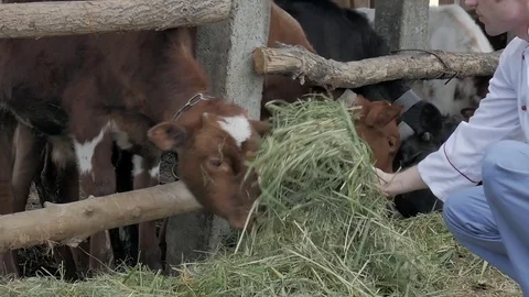The cow eats hay from the hands Stock Footage 79008714