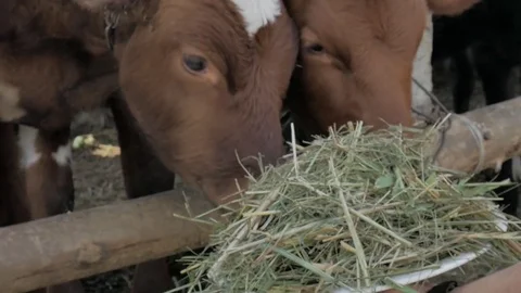 The cow eats hay from the hands Stock Footage 79008810