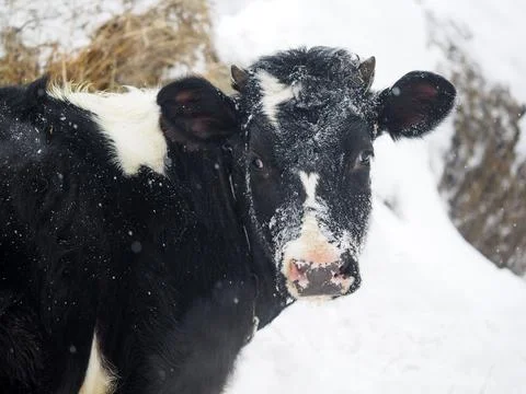 Cow eats hay under heavy snowfall Stock Photos