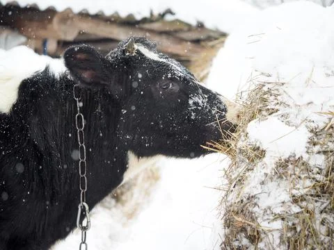 Cow eats hay under heavy snowfall Stock Photos