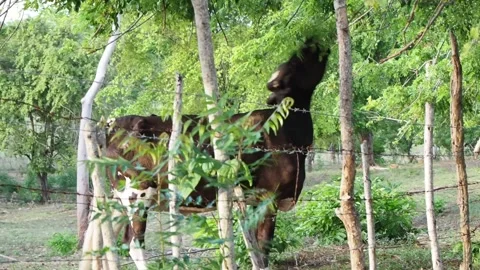 Cow eats leaves from green tree branches. Stock Footage 137869962