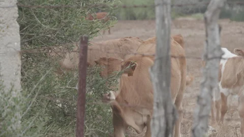 COW EATS THE LEAVES OF AN OLIVE TREE Stock Footage 300427915