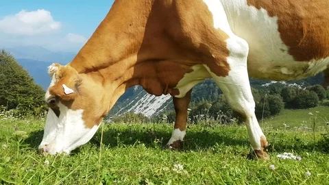 Cow eats on meadow in the mountains Video stock 95697680