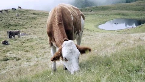 Cow eats on mountain valley pasture in Austrian Alps Stock Footage 125895437