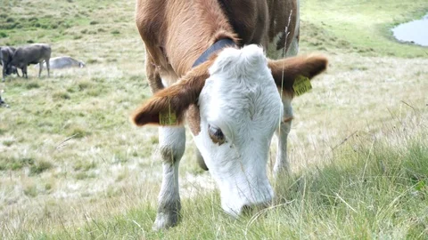 Cow eats on mountain valley pasture in Austrian Alps Stock Footage 125895528