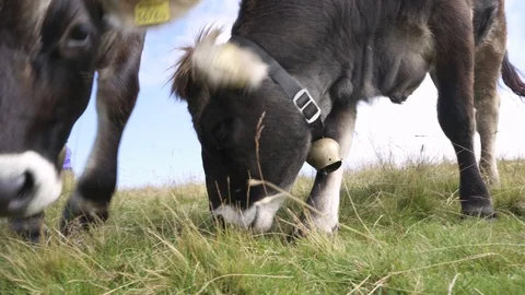 Cow eats on mountain valley pasture in Austrian Alps Stock Footage 125895630