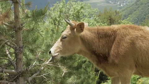 Cow eats needle of spruce in the mountains, Caucasus, Georgia Stock Footage 83917610