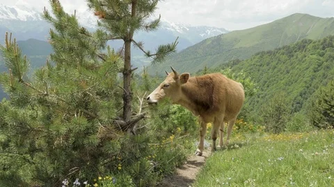 Cow eats needle of spruce in the mountains, Caucasus, Georgia Stock Footage 83918391