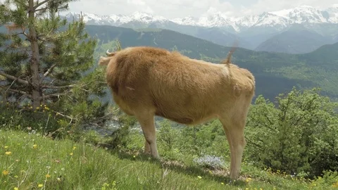 Cow eats needle of spruce in the mountains, Caucasus, Georgia Stock Footage 83919311