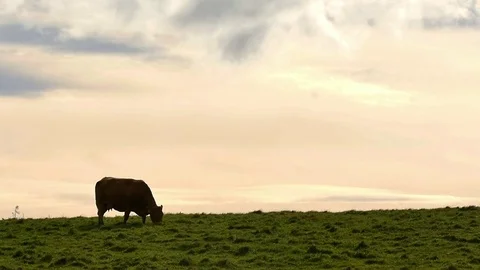 Cow eats in pasture at sunset Stock Footage 81713174