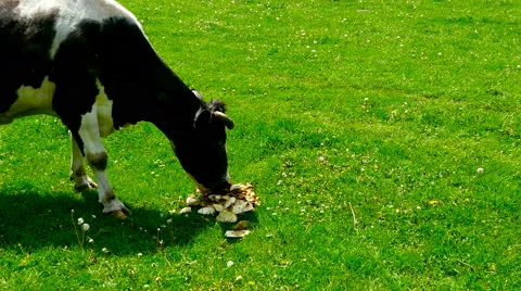 Cow eats potatoes at grass Stock Footage 63276414