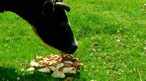 Cow eats potatoes at grass Stock Footage 63276698