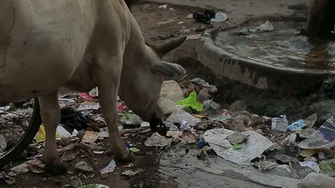 The cow eats rubbish at street. Garbage Dirt Poverty India. Stock Footage 80576484