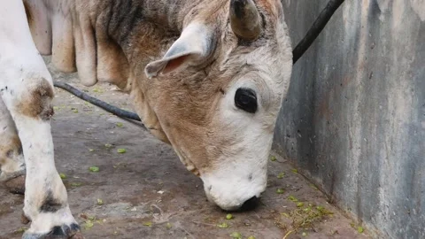 Cow eats scattered grapes in India, close up Video stock 133204490
