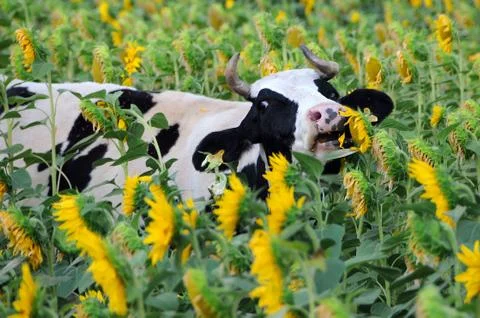Cow Eats Sunflowers Stock Photos