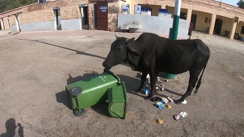 Cow eats trash in India Stock-Footage 113849421
