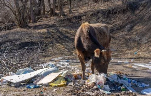 Cow eats trash left by man Stock Photos
