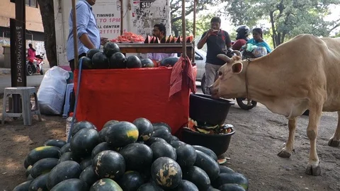 Cow eats watermelon rind Video stock 100872159