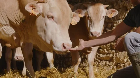 A cow eats wheat from its farmer's hand in a barn in the Gers, France Stock Footage 344135062