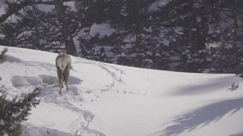 Cow elk digging in the snow to feed Video stock 310535873