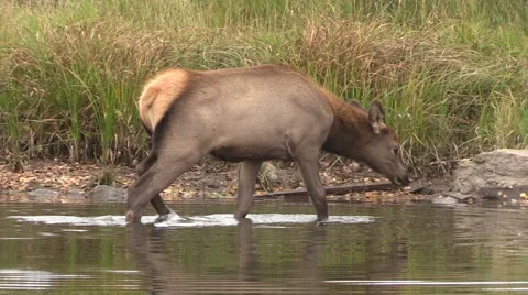 Cow Elk Drinking Stock-Footage 42738764