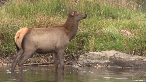 Cow Elk Drinking Vidéo 42738979