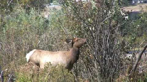 Cow Elk Feeding Vídeos de archivo 12448611