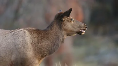 Cow Elk Video stock 20526766