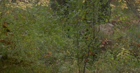 Cow elk in forest Stock Footage 254277645