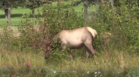 Cow Elk Grazing Vídeos de archivo 43088076